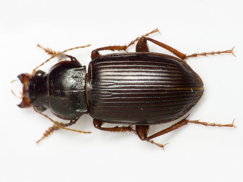 Carabidae Latreille, 1802